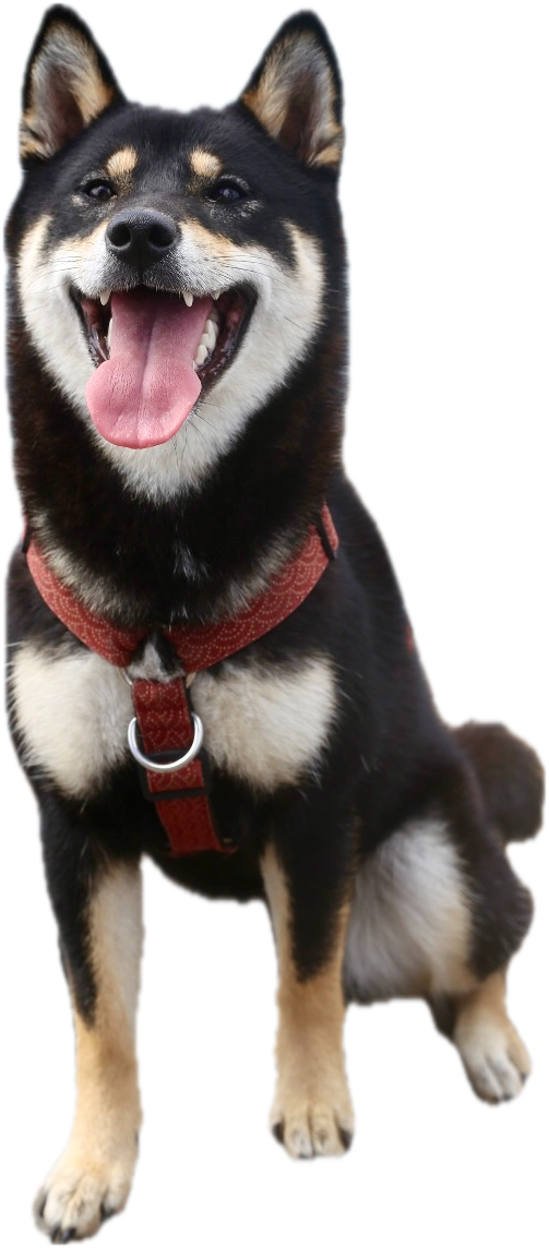Yoshi, le chien de Lucas